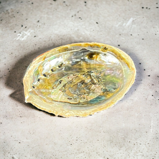 4-5" Abalone Shell