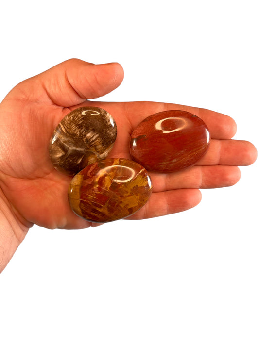 Petrified Wood Palm Stone